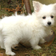 Illustration for article titled Corgi Hybrids Are The New Definition Of Cute